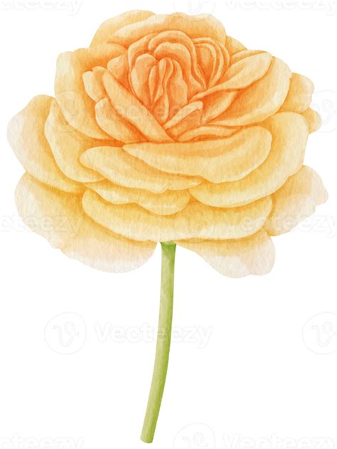 Yellow Rose Flowers Watercolor Illustration 9785305 Png