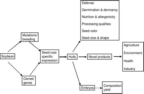Modification Of Soybean Seed Coats By Transgenic Routes Including