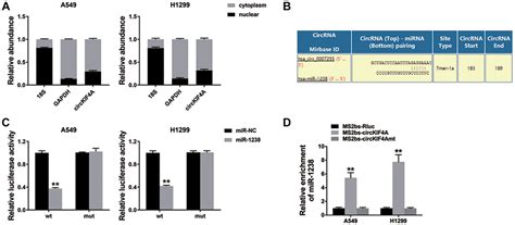 Circkif A Promotes Non Small Cell Lung Cancer Proliferation And