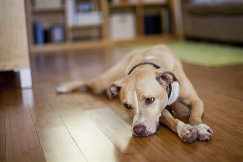 Cardiac Arrest In Dogs