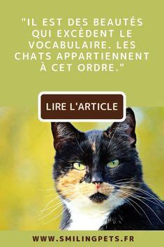 Les Plus Belles Citations Sur Les Chats Artofit