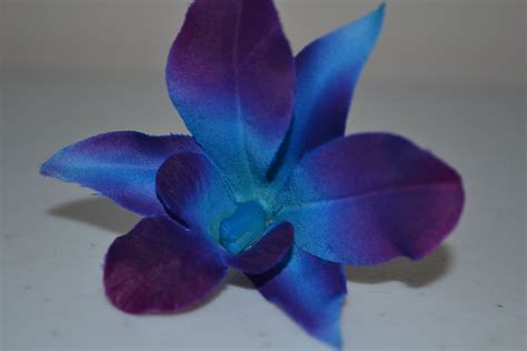 Silk Dendrobium Galaxy Blue Orchids Dendrobium Orchid Guide Tips From