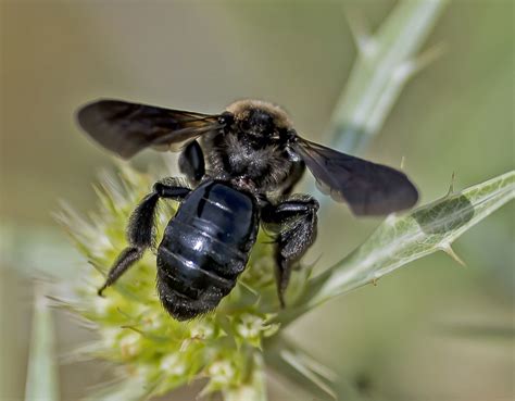 Xylocopa virginica - Wildlife Natural