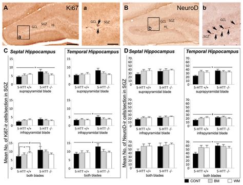 Increased Number Of Cells Expressing The Two Adult Neurogenesis Marker Download Scientific