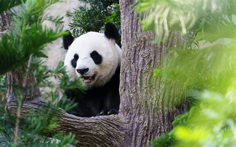 Ya sabías El nombre del primer panda que nació en México es de origen