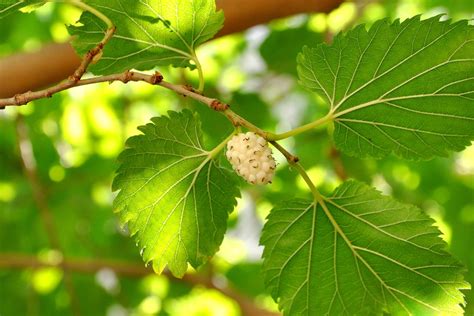 The Myriad Health Benefits of White Mulberry Leaf Tea | Mulberry Tea