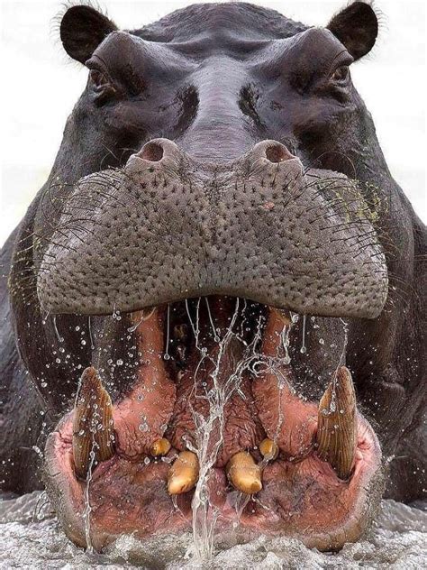 Why A Hippopotamus Is Found With Mouth Open Hippo Haven