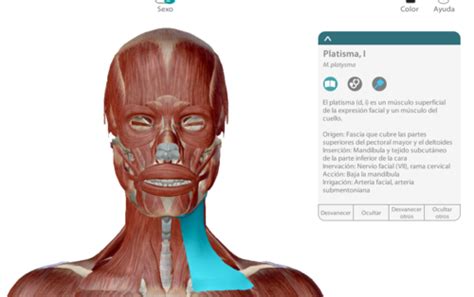 MÚSCULOS ANTERIORES DEL CUELLO Flashcards Quizlet