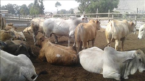 Producción de carne bovina feedlot y su estrecha relación con el