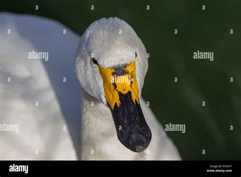 Portrait Of A Whopper Swan Stock Photo Alamy