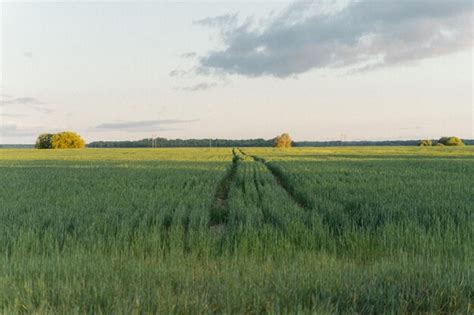 Premium Photo | Summer field