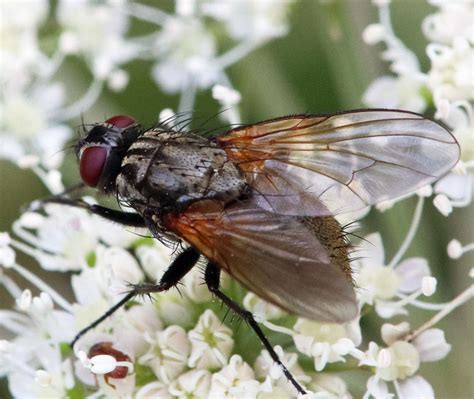 Diptera Info Discussion Forum Muscidae Nl