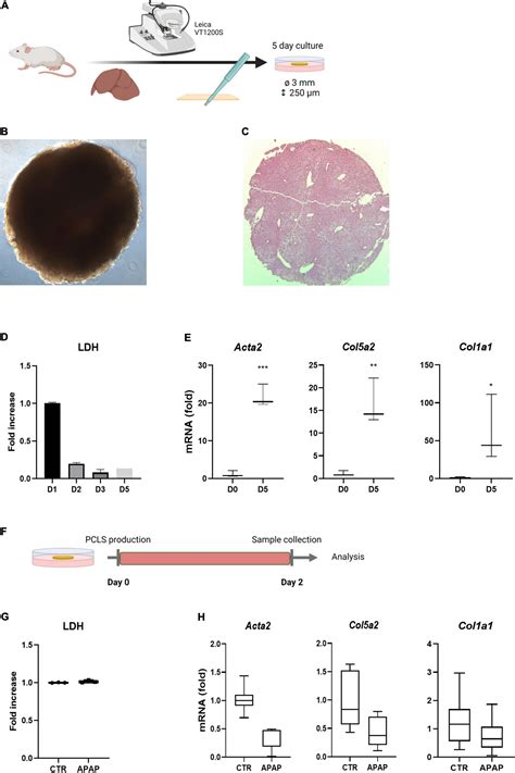 Frontiers Improved Precision Cut Liver Slice Cultures For Testing