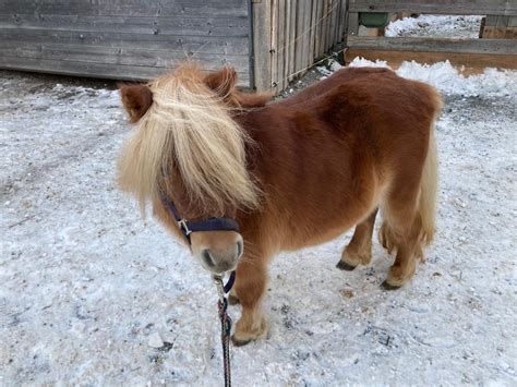 Pferdemarkt Pony Mini Shetty Pony Kaufen Landwirt