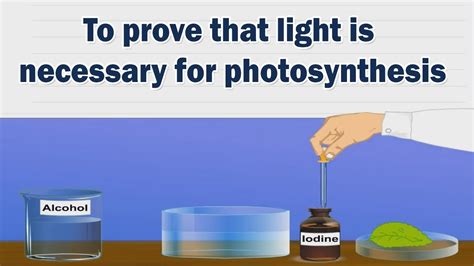 To Prove That Light Is Necessary For Photosynthesis 10th Science Lab