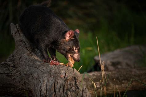 Tasmanian Devil Eating Snake