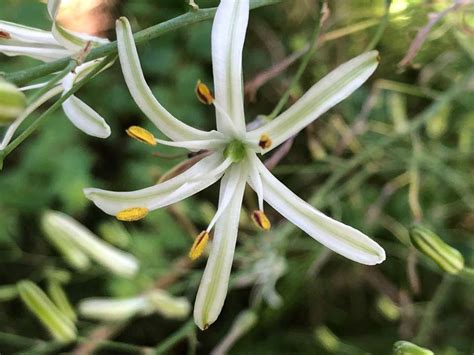 Soap Plant La Native Plant Source