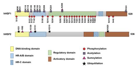 Post Translational Modifications Sistonen Lab