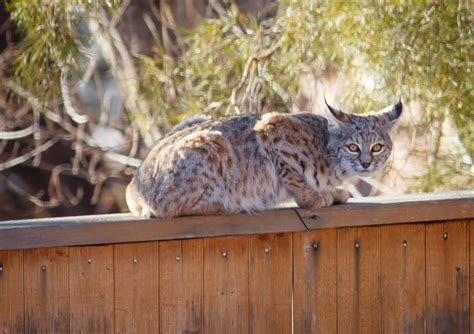 Mountain Lion Vs Bobcat