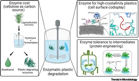 Future Focuses Of Enzymatic Plastic Degradation Trends In Microbiology