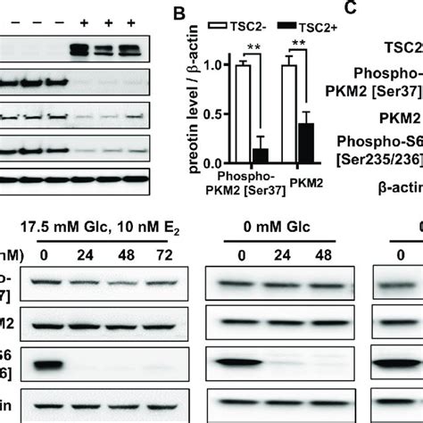 TSC2 Regulates PKM2 Phosphorylation In An MTORC1 Independent Manner