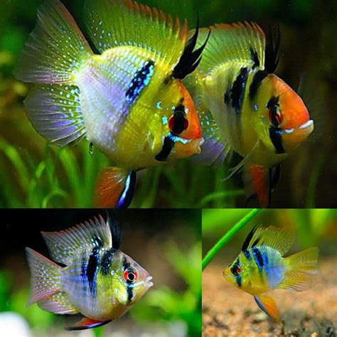 American Cichlid Rams Blue Balloon Ram Imported Microgeophagus