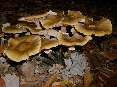 Honiggelber Hallimasch Armillaria Mellea Honiggelber Hal Flickr