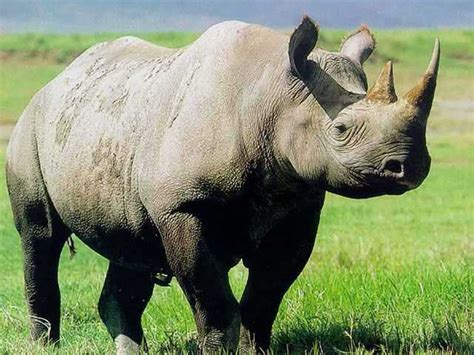 Rhinoceros