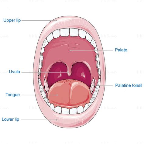 Oral Cavity Vector