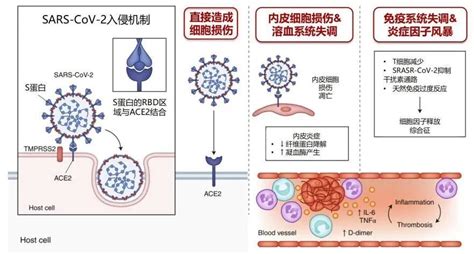 曹彬教授：“呼吸道病毒性感染中毒症”的表现、潜在机制？与细菌性脓毒症的治疗有何异同？腾讯新闻