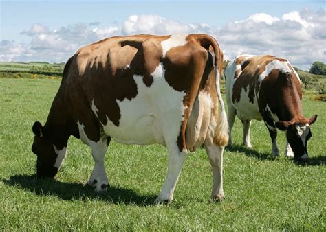 30 Best Cow Breeds for Meat and Milk You'll Want to Know About