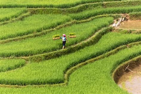 Agrikultur Menyelami Dunia Pertanian Dan Pentingnya Agrikultur Dalam Kehidupan Sehari Hari Quena