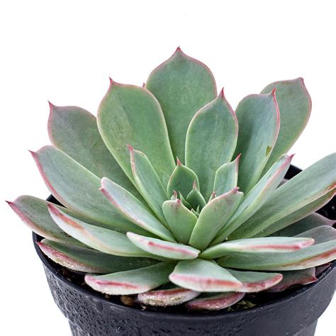 4 Inch Echeveria Pink Edge Cactus Jungle