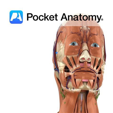 Auriculotemporal nerve - Pocket Anatomy