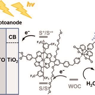 Schematic Diagram Of Visible Light Driven Water Oxidation Using