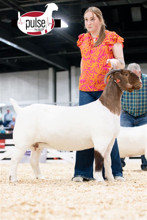 American Boer Goat National Show Open Fullblood Does Division Iii