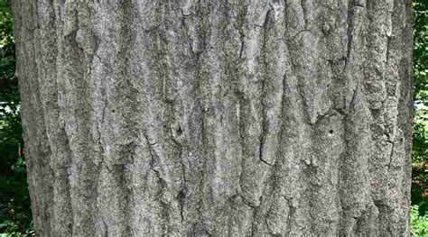 42 Types Of Oak Trees With Their Bark And Leaves Identification Guide