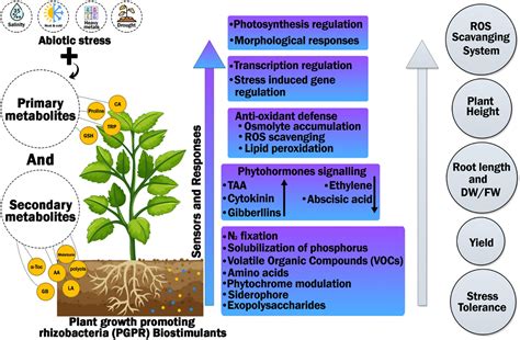 Plant Biology (@Plant2biology) / Twitter