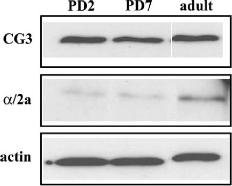 Western Blot Showing Developmental Profile Of A Sm Actin And Cg In