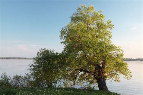 Kostenlose Foto Strand Baum Wasser Natur Ast Sommer Herbst