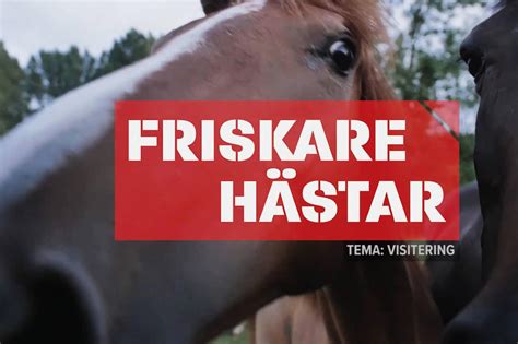 Ridsport Play Friskare Hästar Med Daglig Visitering Ridsport