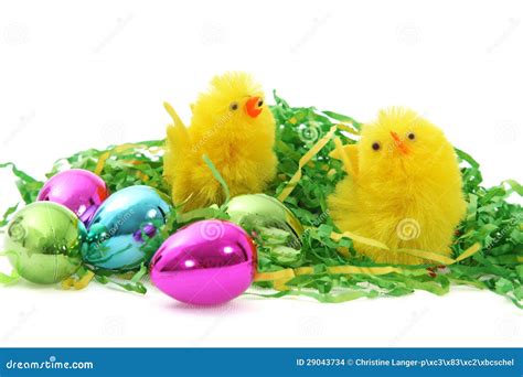 Pintainhos E Ovos De Easter Foto De Stock Imagem De Cumprimento