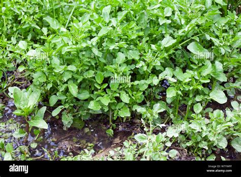 Watercress Nasturtium Officinale Growing Wild In Stream Sussex Uk