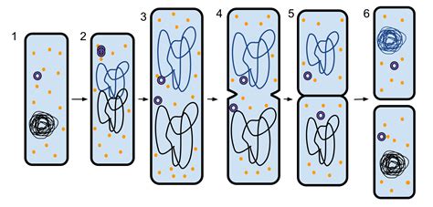 Prokaryotic Reproduction