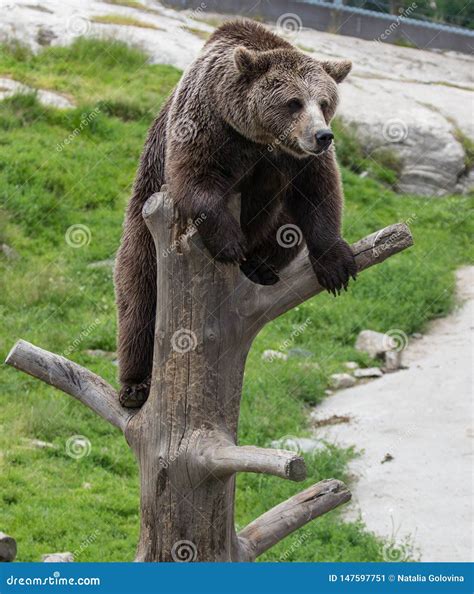 Closeup Portrait Of Huge Adult Brown Bear Climbing On The Tree Trunk