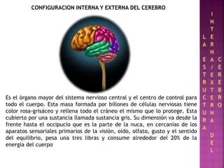 Configuración internaexterna del cerebro PPT