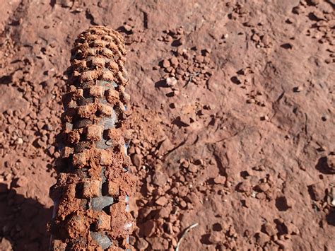 Free Images Sand Rock Wood Texture Flower Trunk Soil Material