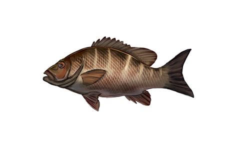 Mangrove Snapper — Markin Fish Charters