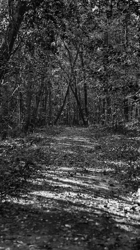 Captura Em Tons De Cinza De Um Caminho Na Floresta Densa Foto De Stock