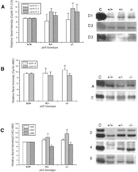 Western Blot Analysis Of Cyclin And Cdk Expression Three Livers From Download Scientific